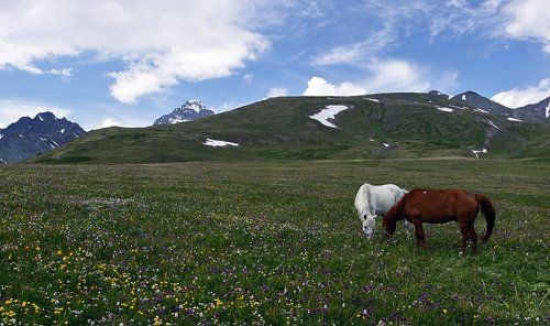 На альпийских лугах