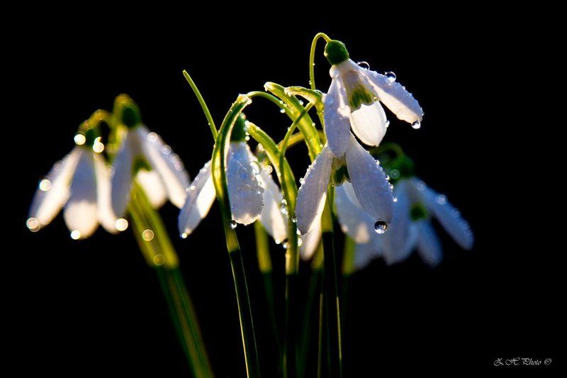 rain, drops, bokeh, snowbells For you! фото превью