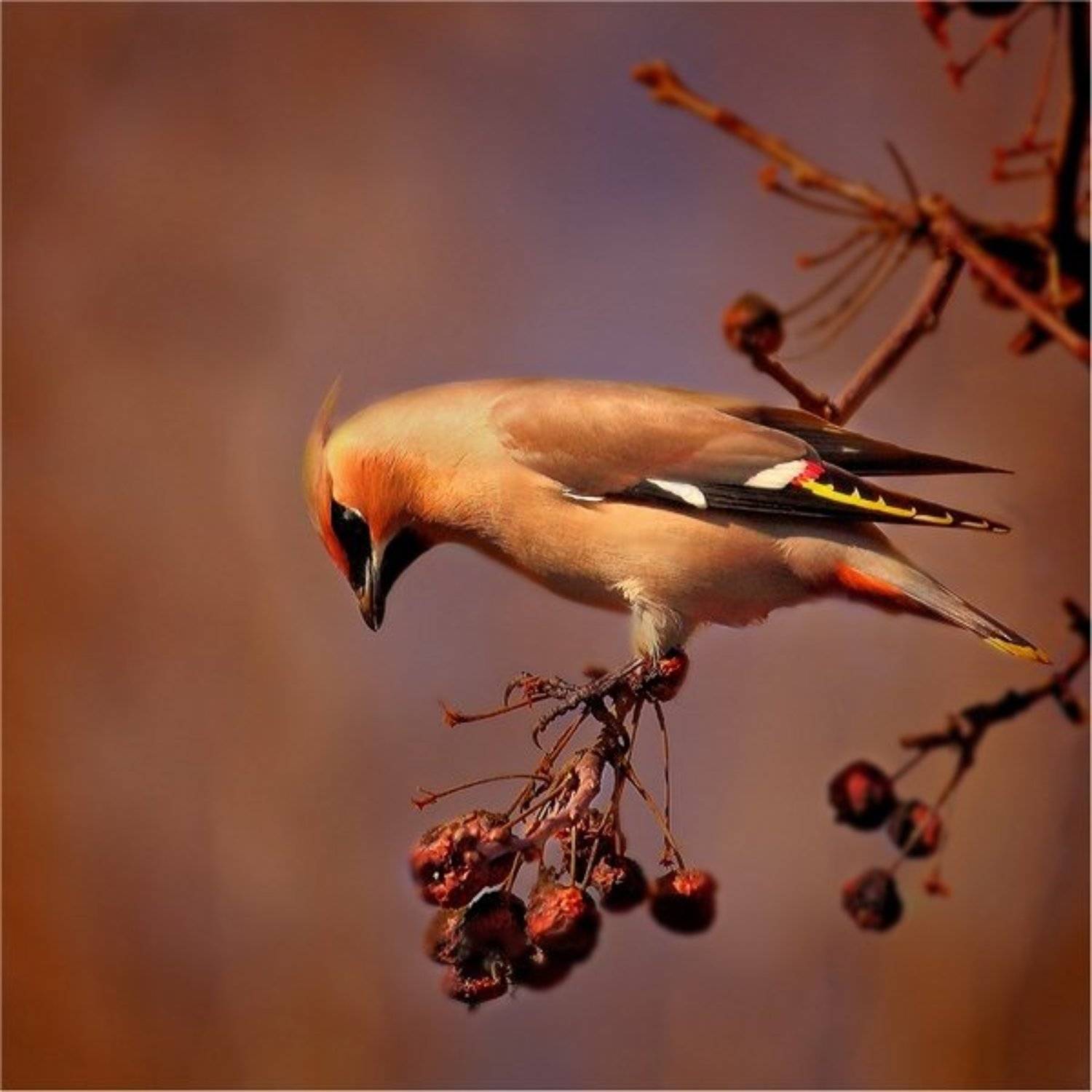 , Дмитрий Алексеев
