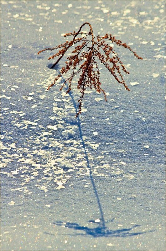 март, природа, снег Мартовский блеск. фото превью