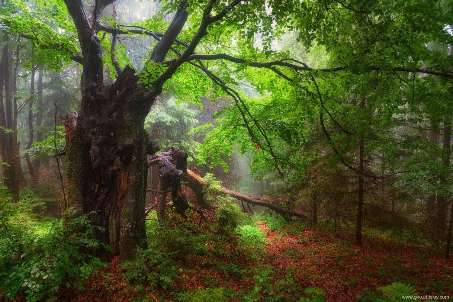 карпаты, лес, Гвоздицкий Алексей