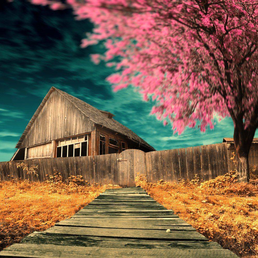 house, tree, fence, old, ir, Caras Ionut