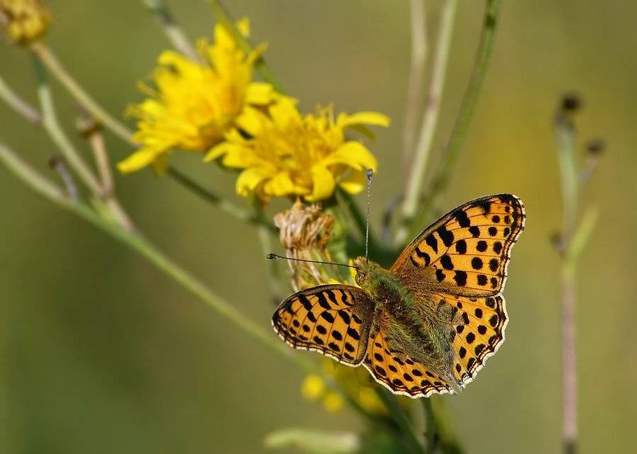 перламутровка, полевая, Cheplenko Aleksey