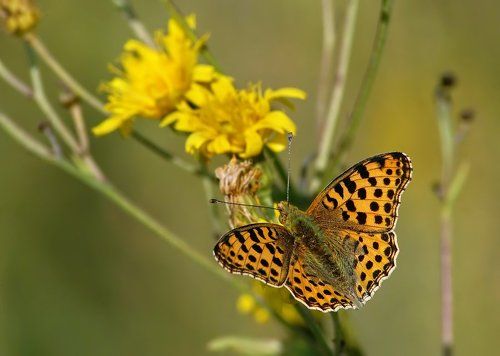 Перламутровка полевая