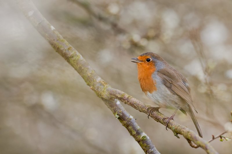 robin фото превью