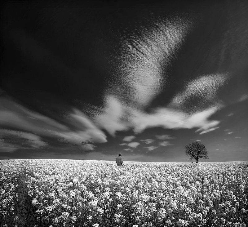 sky, man, tree, clouds, meadows, fields The Pursuit of Happyness фото превью