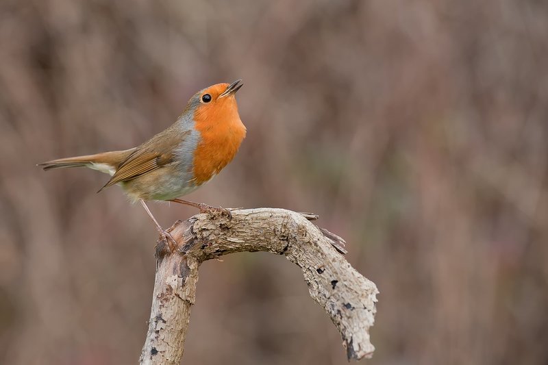 robin  фото превью