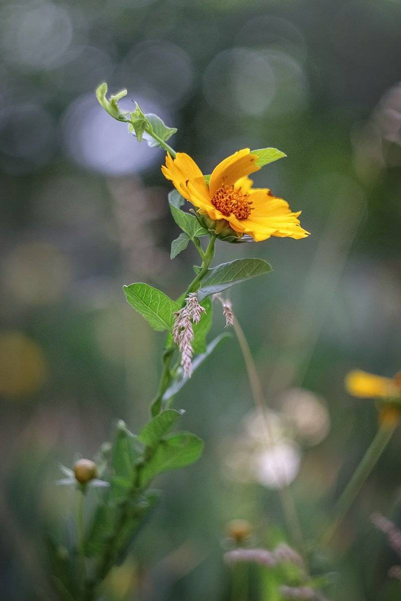 moment, момент, beautiful, красивый, helios-44m, manual lens, мануальная оптика, nature, природа,  flower, цветок, yellow, желтый, heliopsis, гелиопсис, spikelet, колосок, summer, лето,, Наталья Терентьева