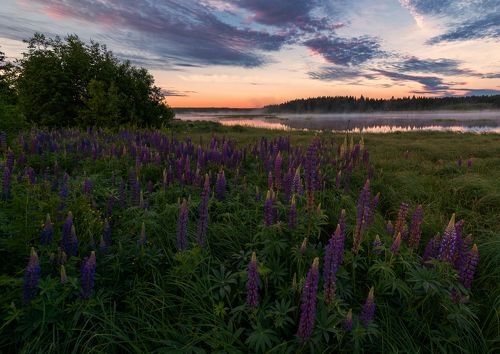 Яркие краски утра