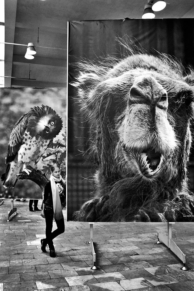 портрет, девушка, глаза, взгляд, волосы, фотовыставка, птицы, животные, чб, апатиты, Николай Смоляк