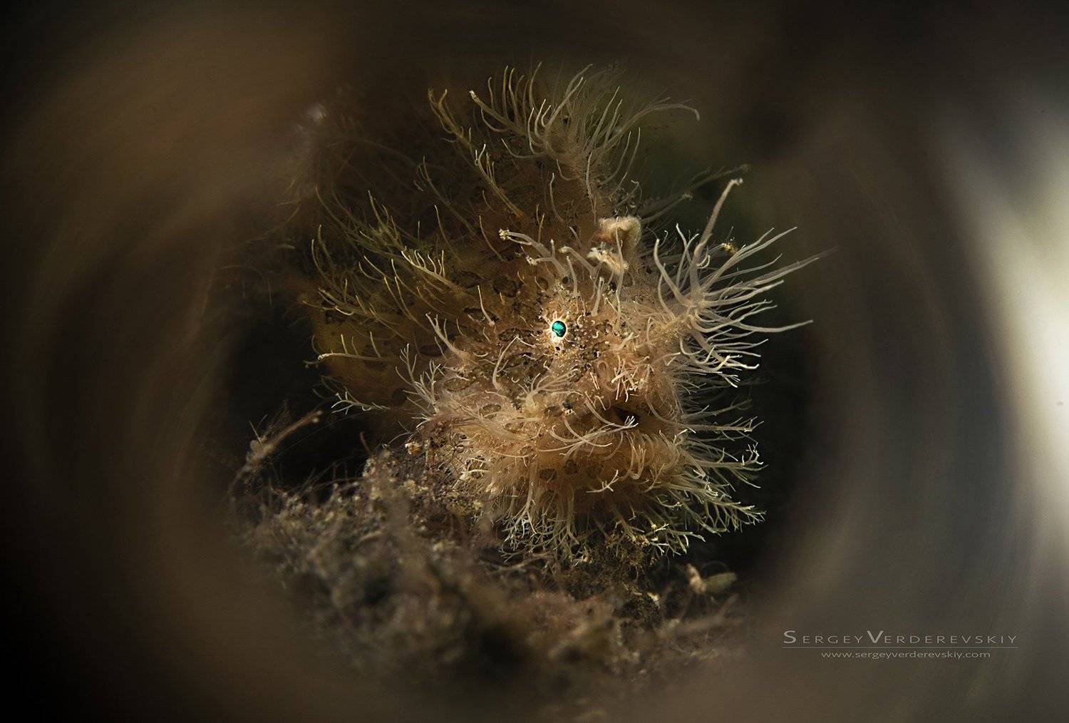 , Sergey Verderevskiy