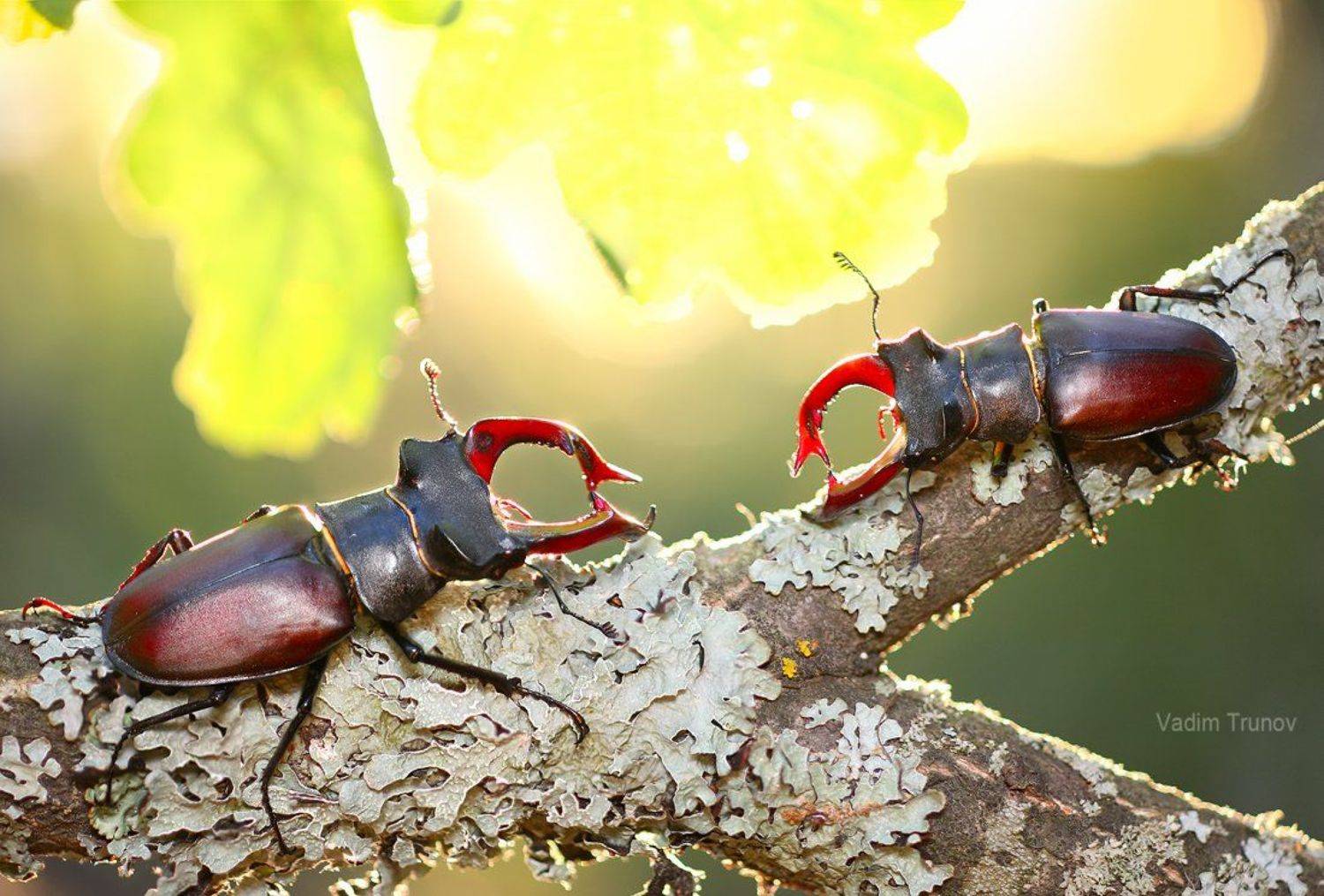 , Вадим Трунов