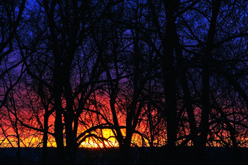 Закат в деревьях фото превью