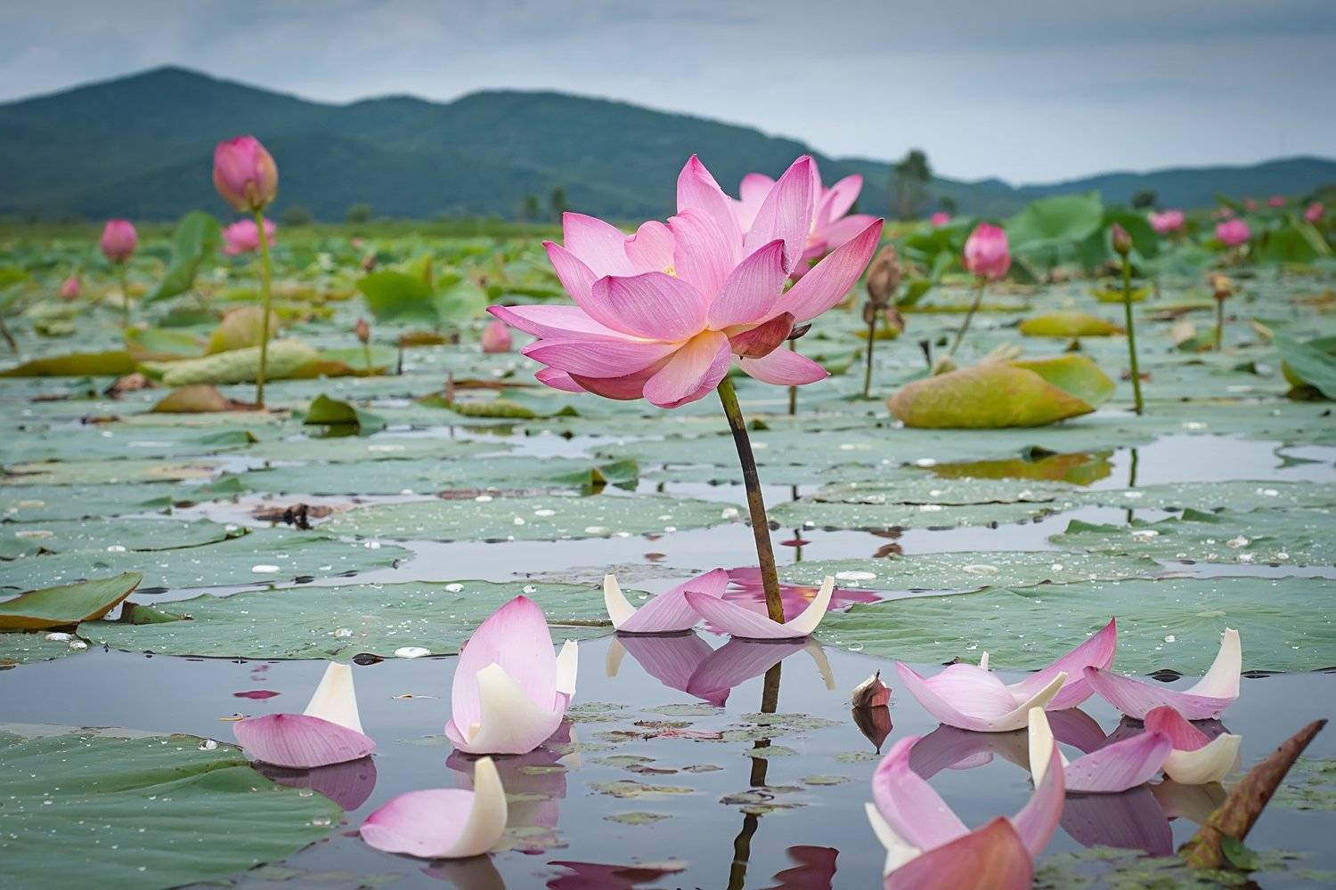 #пейзаж #лотос #озеро #отражение, Ольга Мусиенко