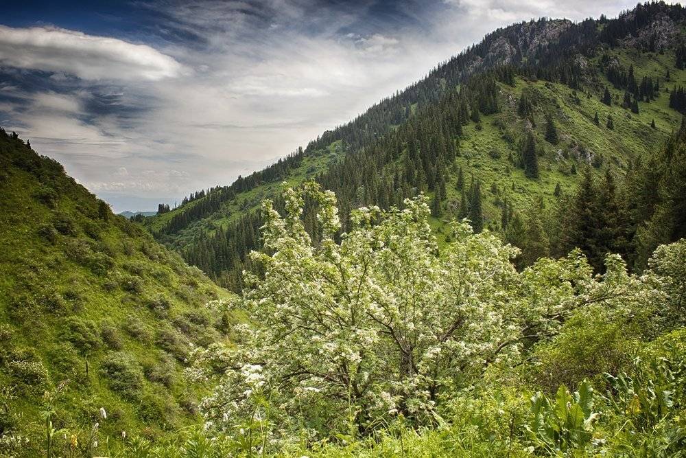 кыргызстан, горы, Элина Магалимова