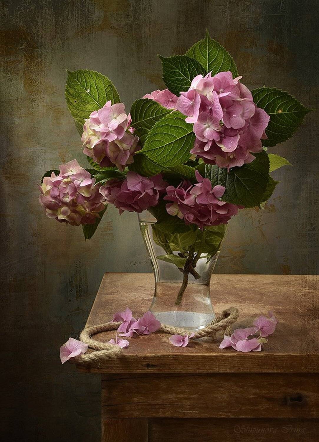 , Шипунова Ирина