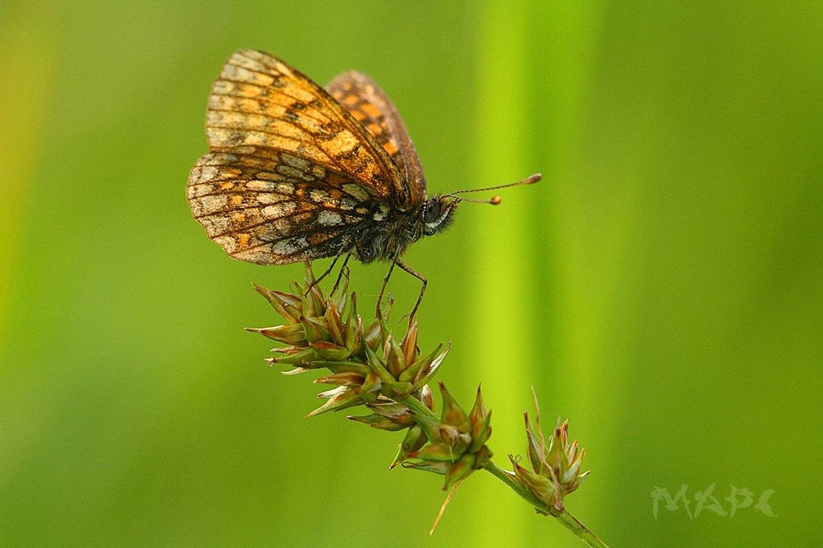 макро бабочка лето, Шангареев Марс