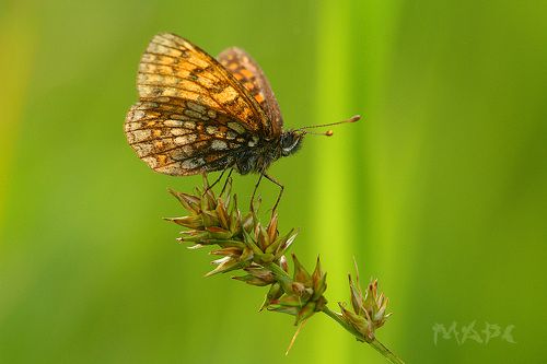 Лето в разгаре