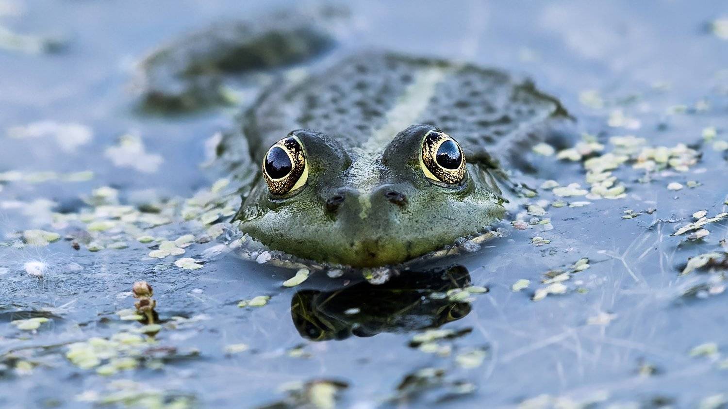 , Сергей Скоробогатов