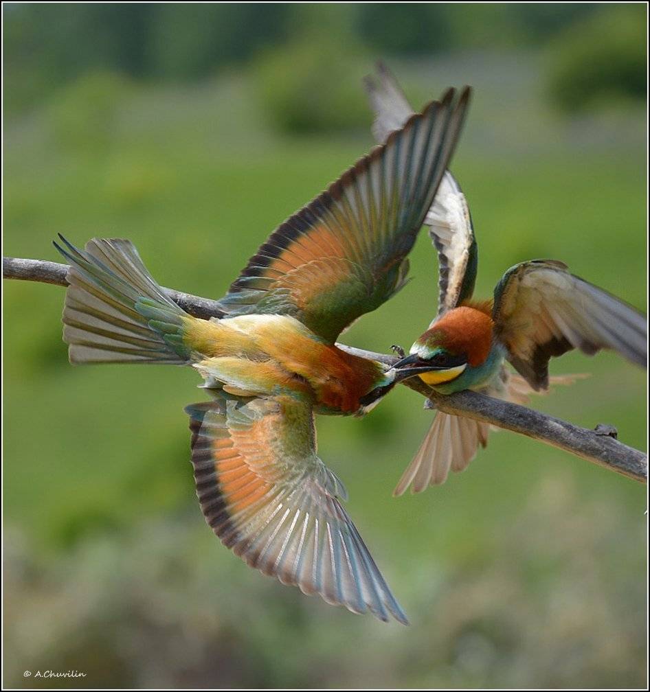щурки,май,выясняют,отношения,птицы, Александр Чувилин