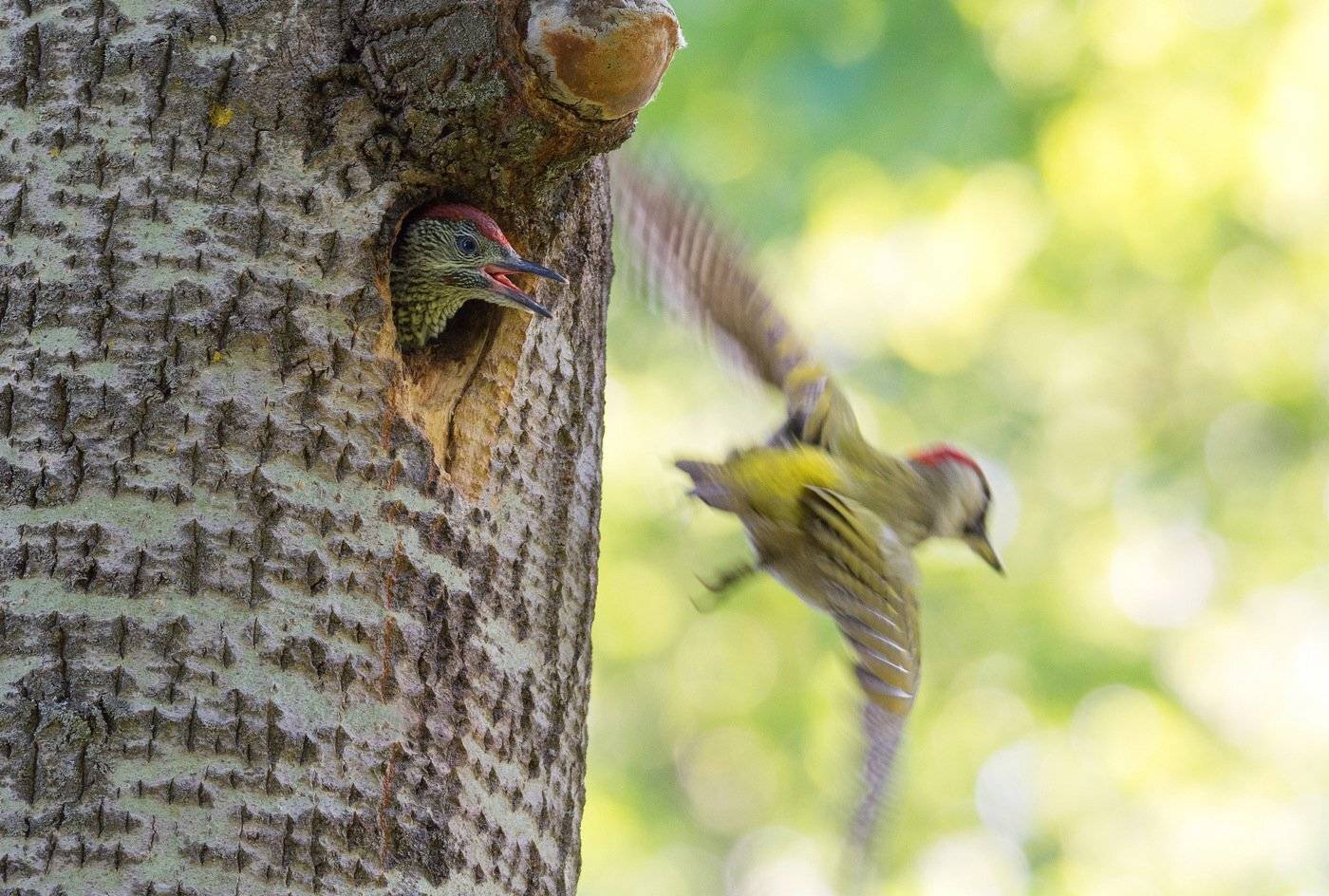 птица птенец зеленый дятел лето, Руслан Сигушин