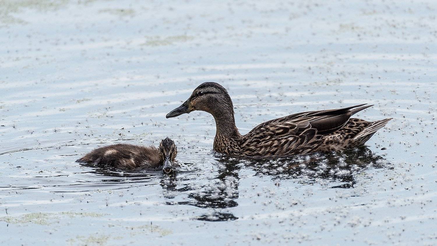 , Сергей Скоробогатов