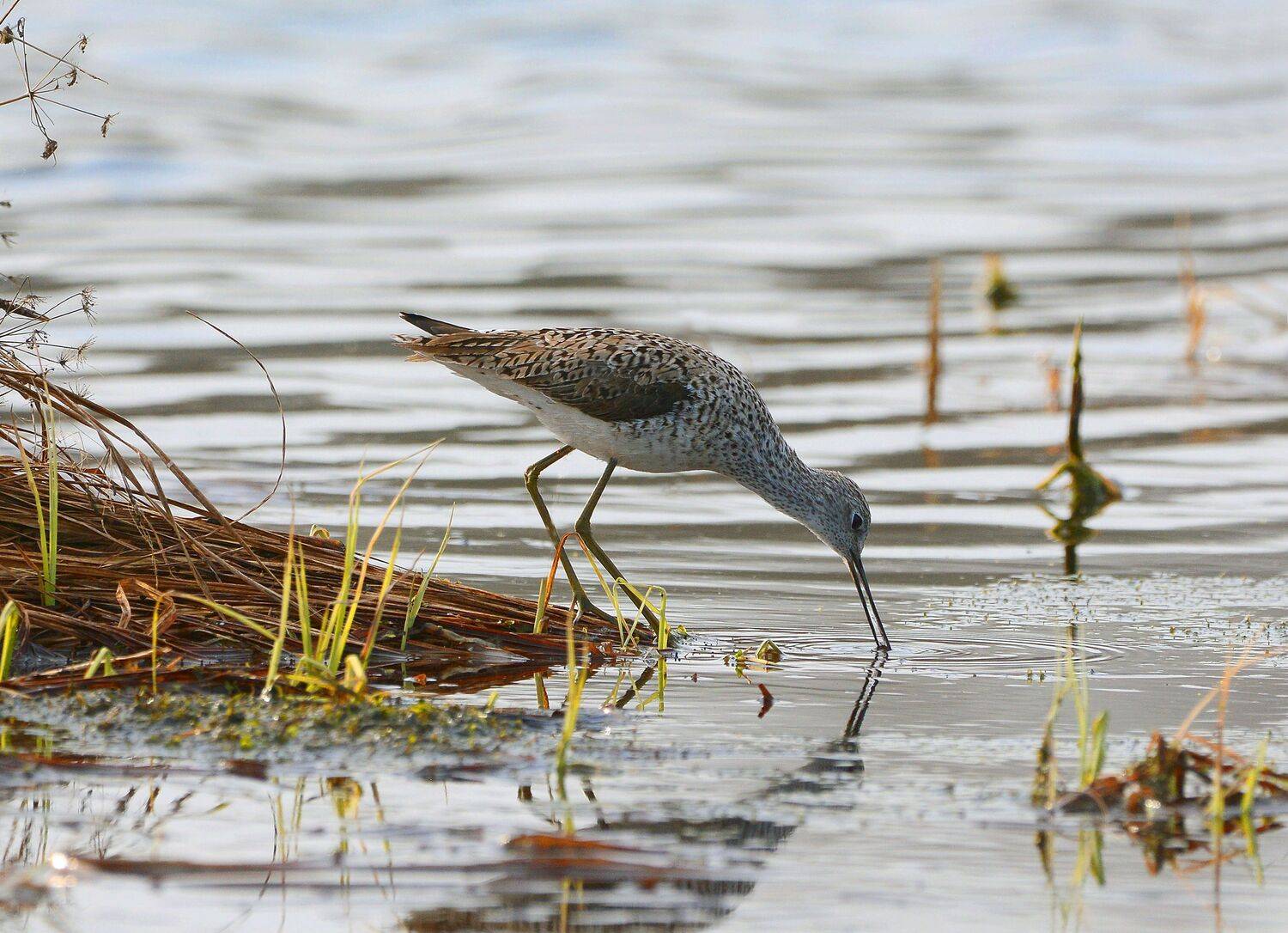 , Михаил Белоусов