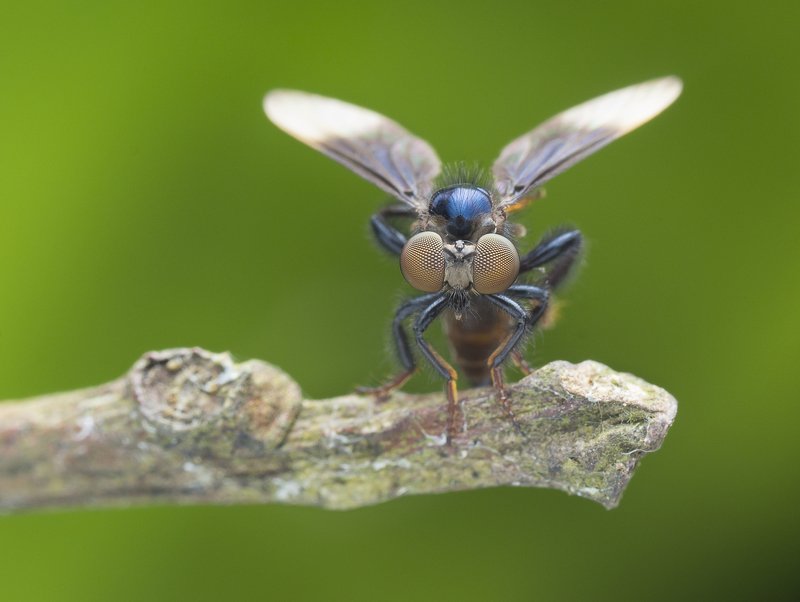 Robber Fly 190701A фото превью