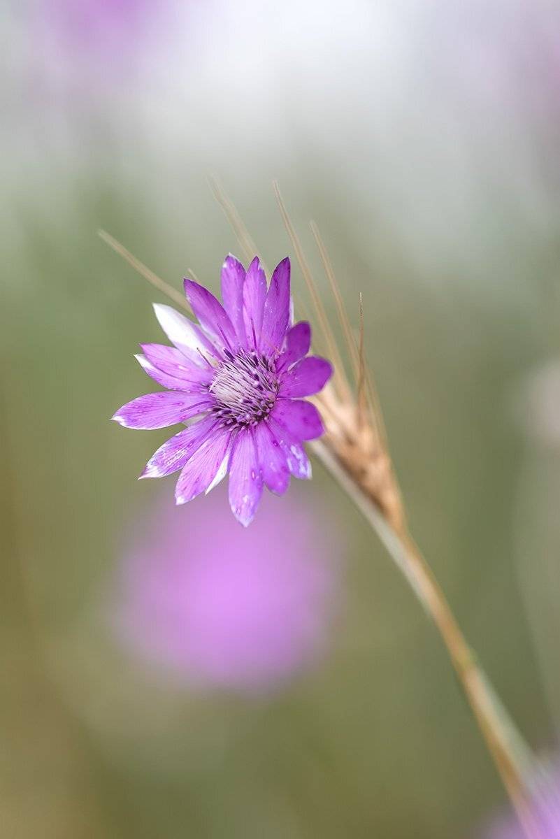 , Александр Земляной