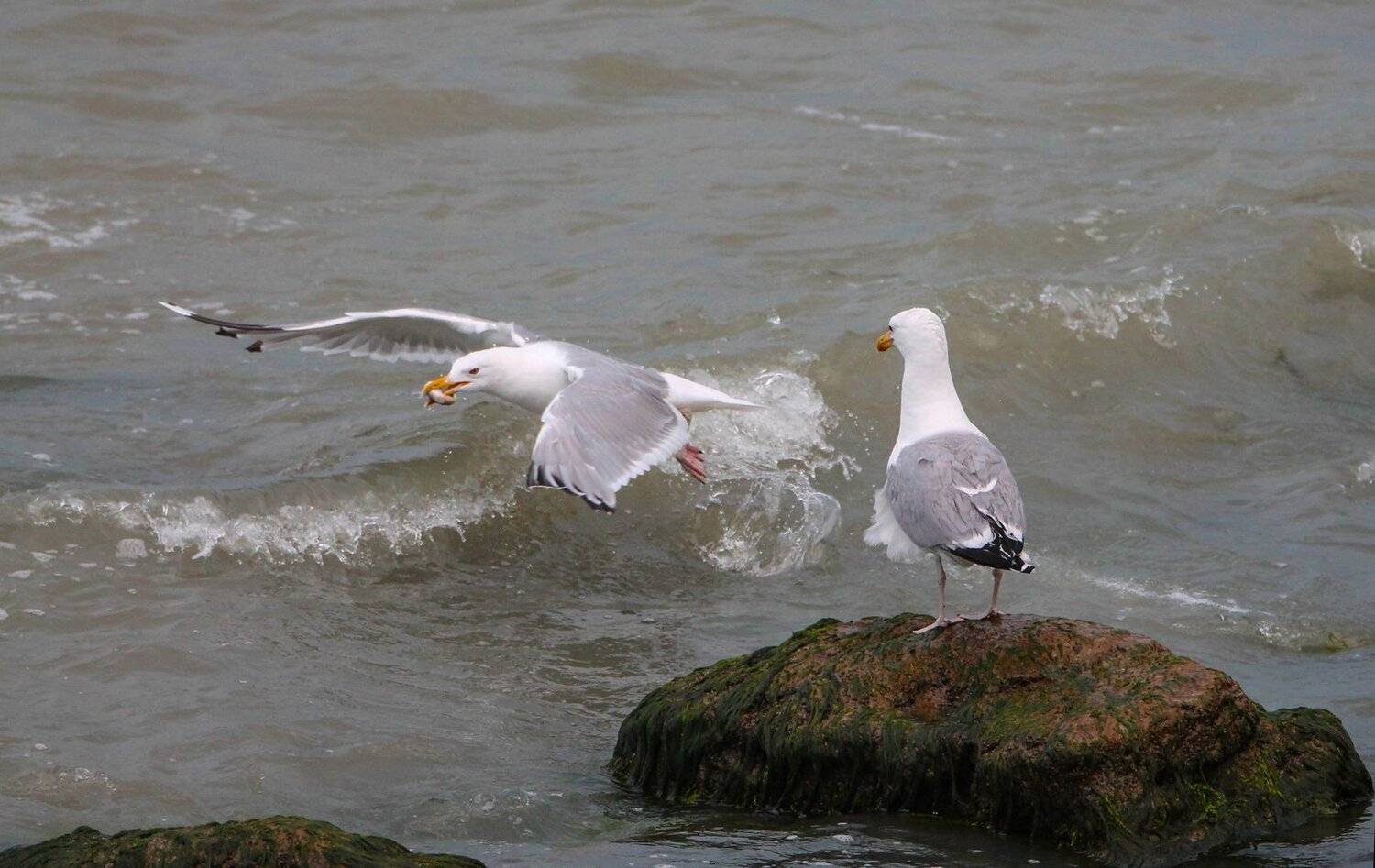чайки,море,добыча,рыба, Marat Magov