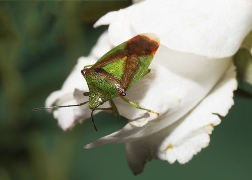 Любитель роз