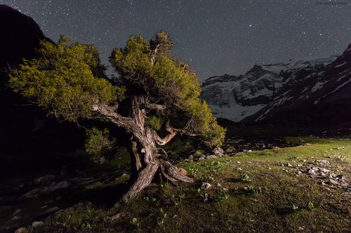 Ночной гость