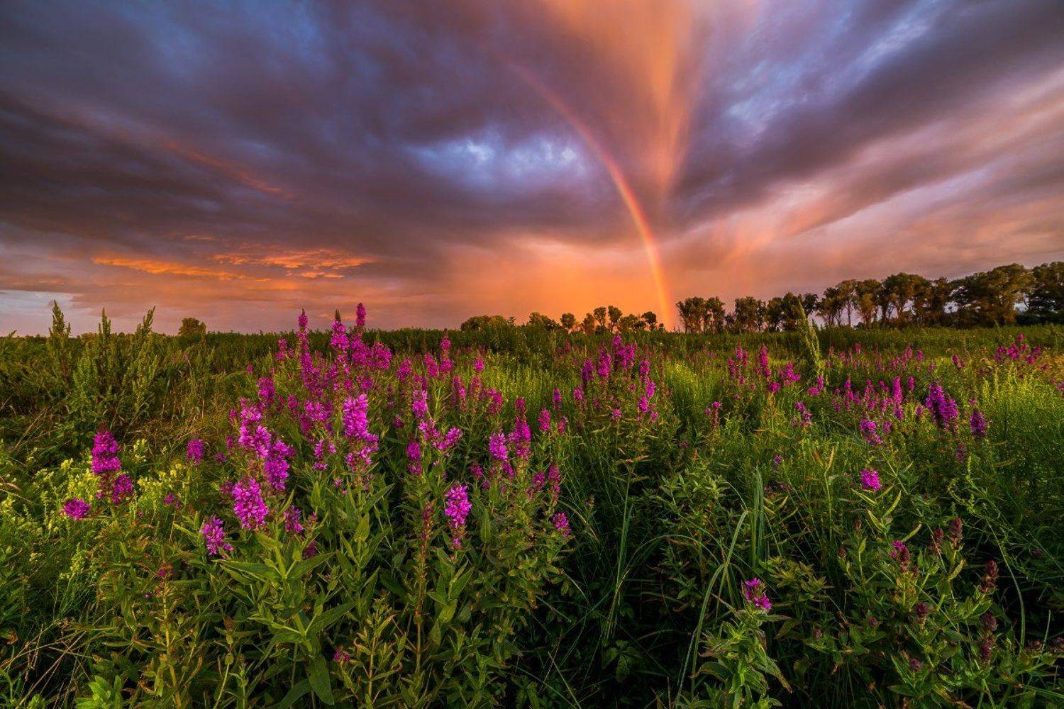 радуга, лето, Антон Петрусь