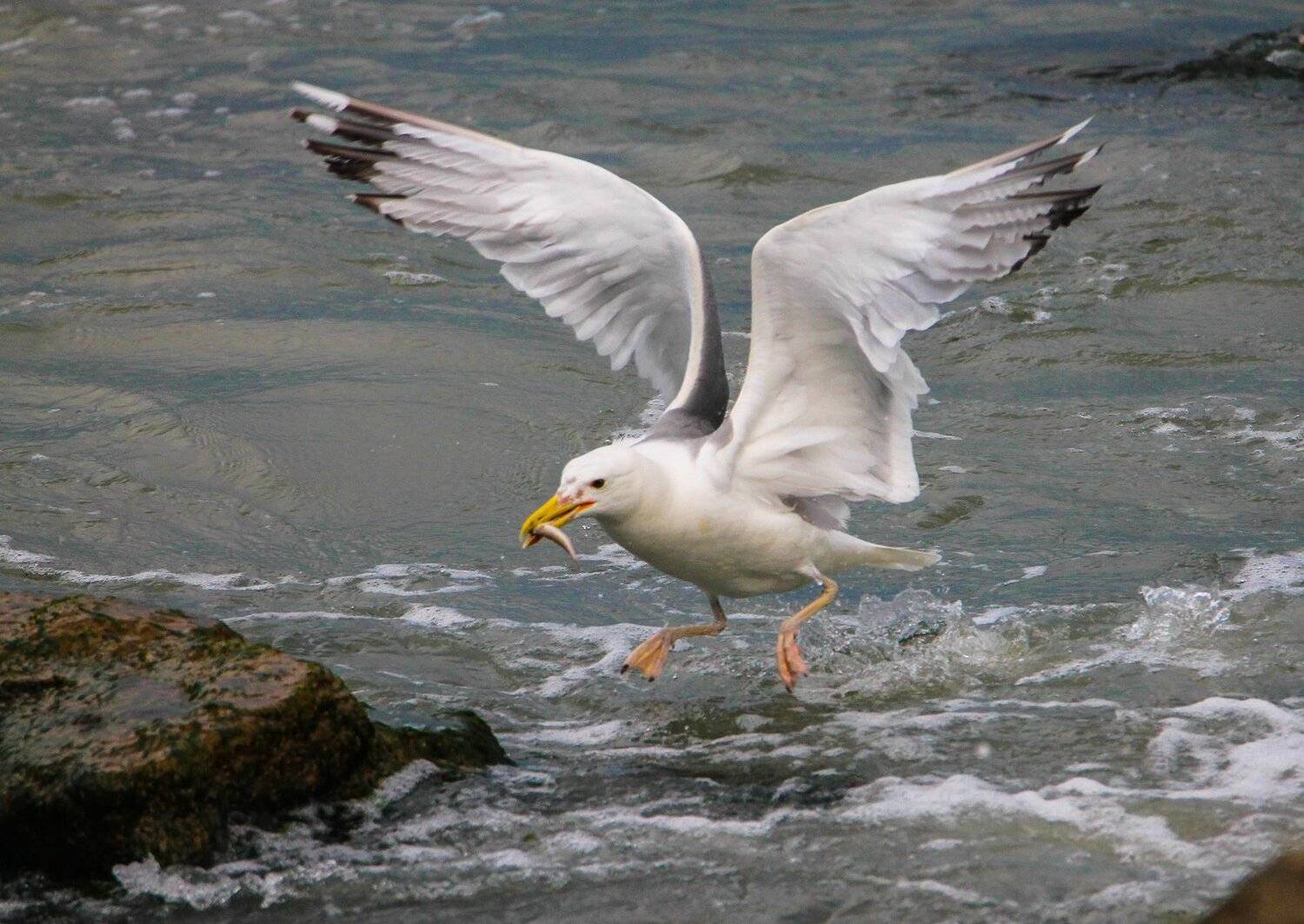 чайки,море,добыча,рыба, Marat Magov