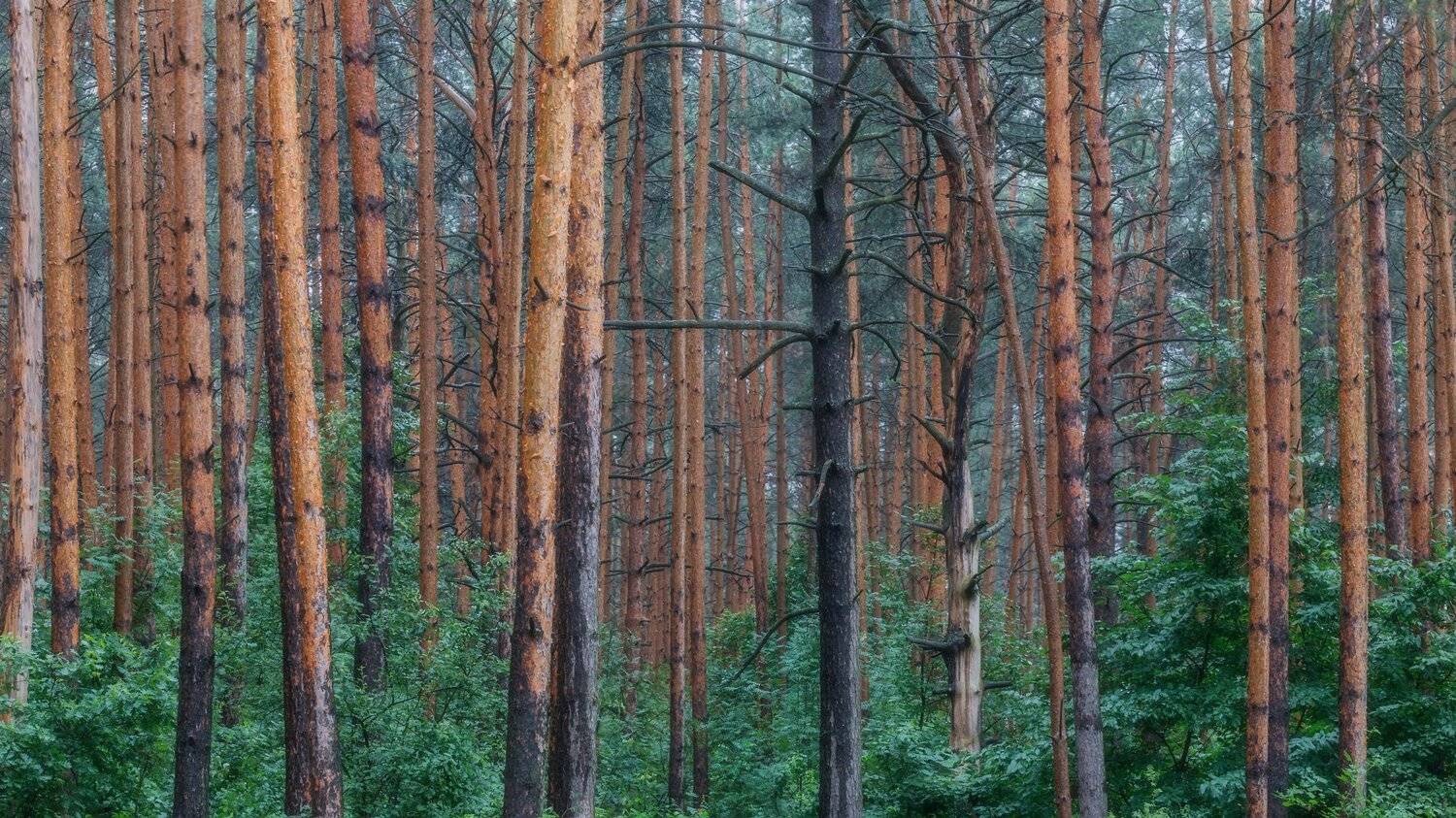 природа, пейзаж, лес, сосны, Мартыненко Дмитрий