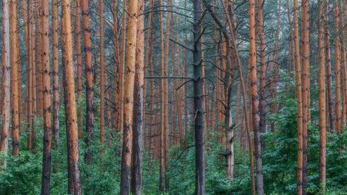 Сосновый лес