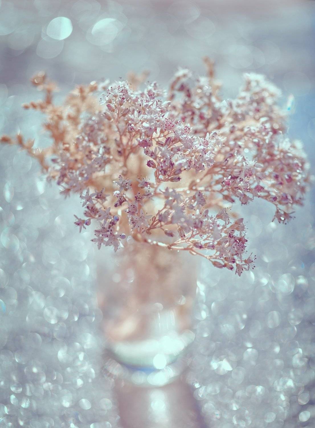 macro, nikon, nature,sigma, цветы, макро, боке, Анна Дегтярёва