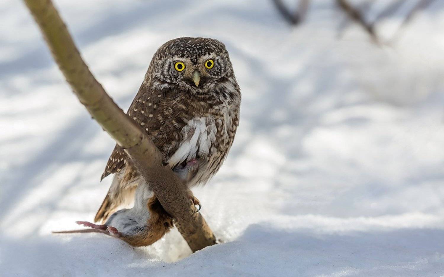 птица, дикая птица, хищная птица, орнитология, дикая природа, фотоохота, , сыч, сыч воробьиный, зима. охота, фотоохота, мышь, Victor Dubinkin