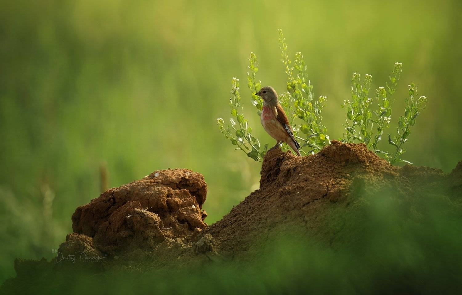природа, лес, животные, птицы, Дмитрий Посевич