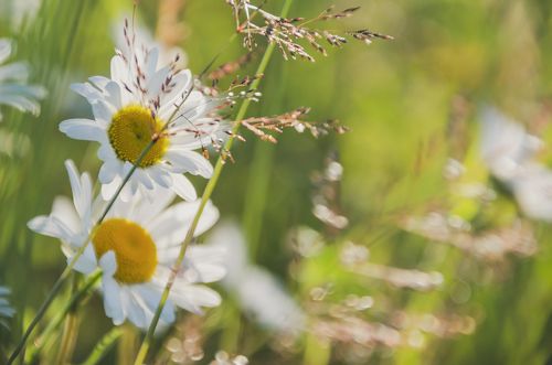 утренние ромашки