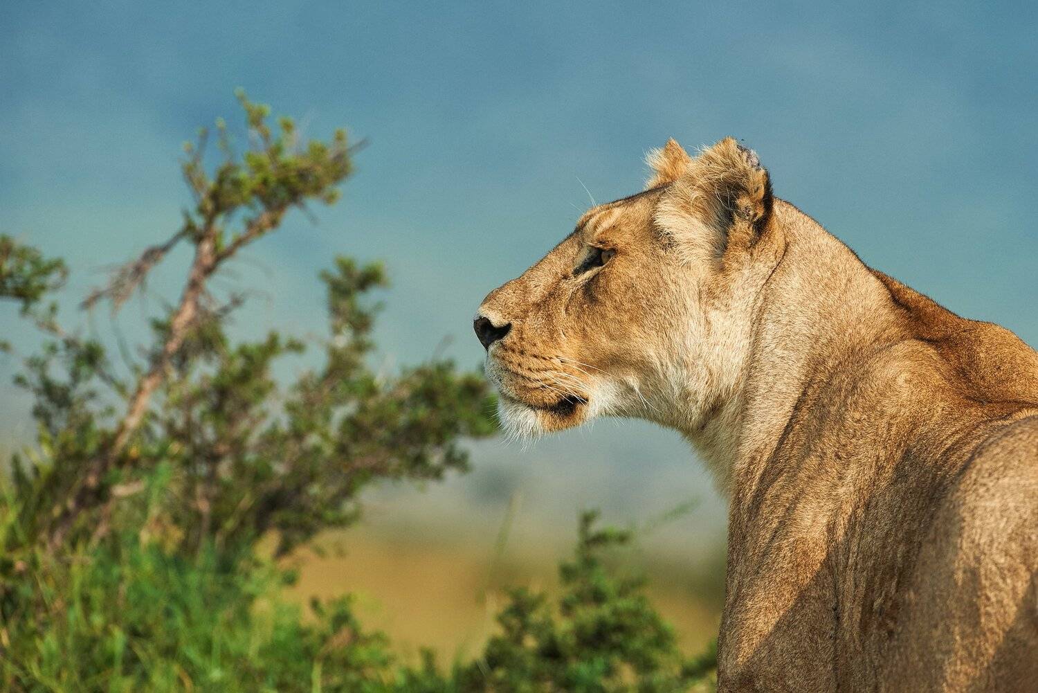 , Калин Ботев