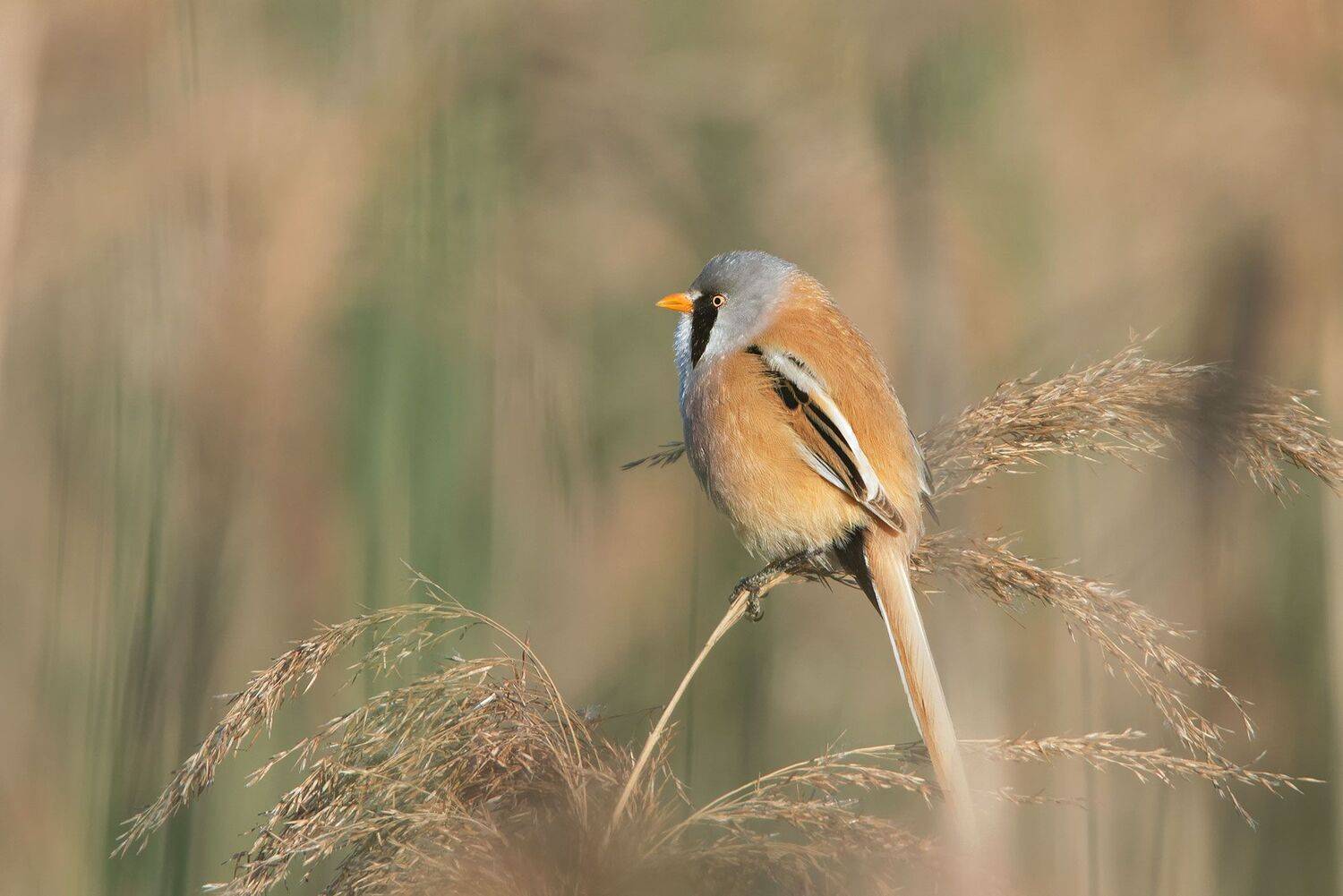 , Arkadiusz Michalak
