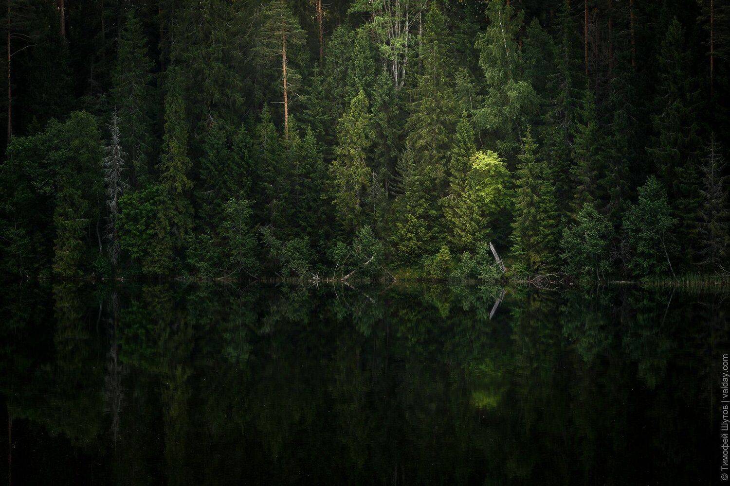 валдай, Тимофей Шутов