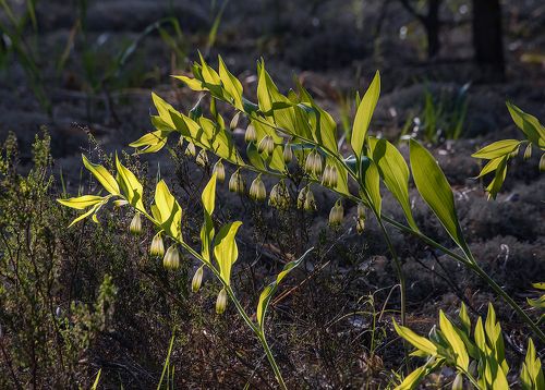 Лесные цветы в конце мая