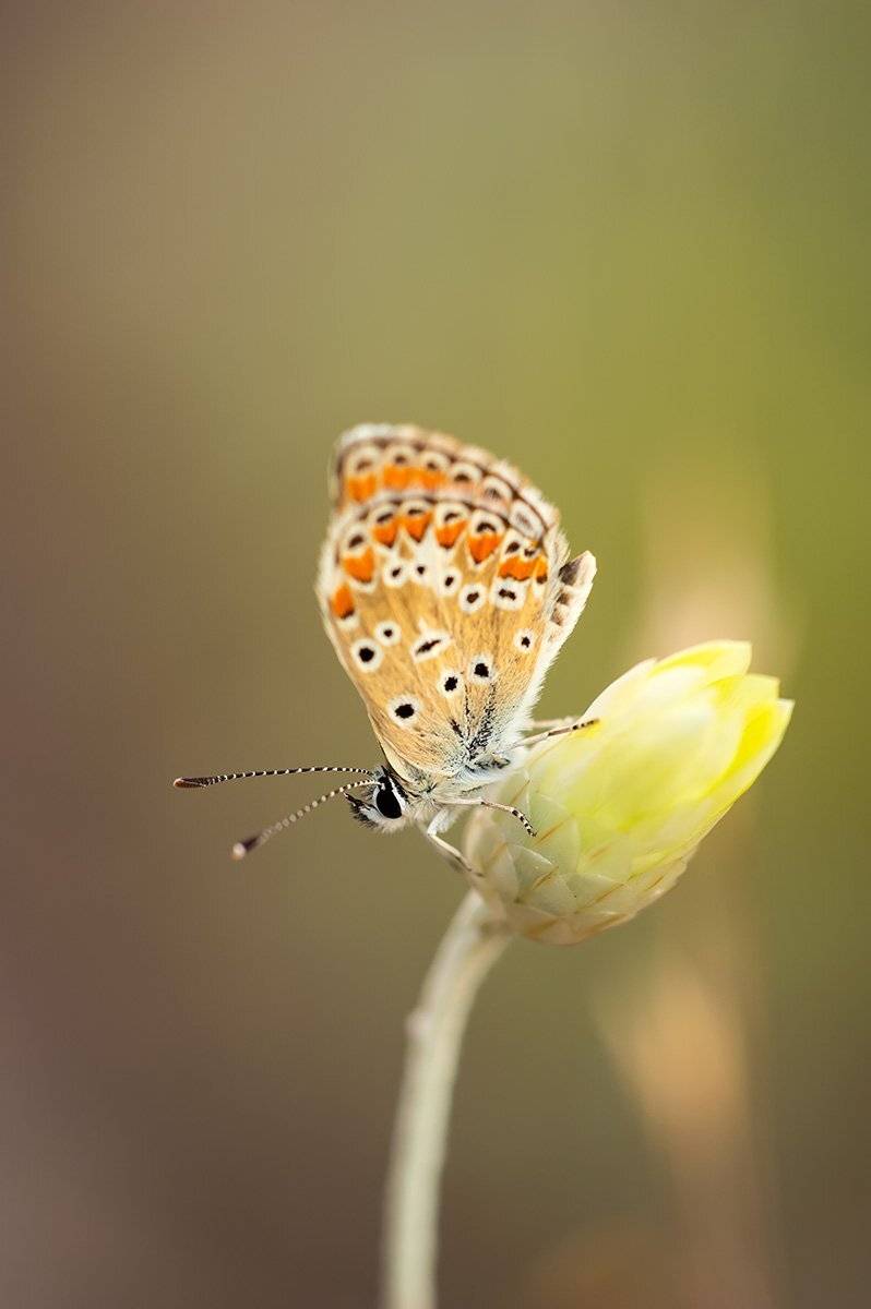 , Александр Земляной