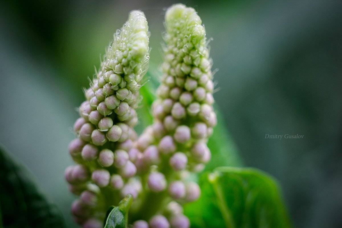 макро, природа, весна, макросъёмка, макрофотография, растение, цветы, жизнь, макромир, Дмитрий Гусалов