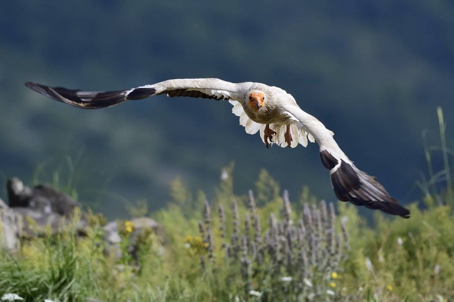 птицы birds, Jaroslav Mego