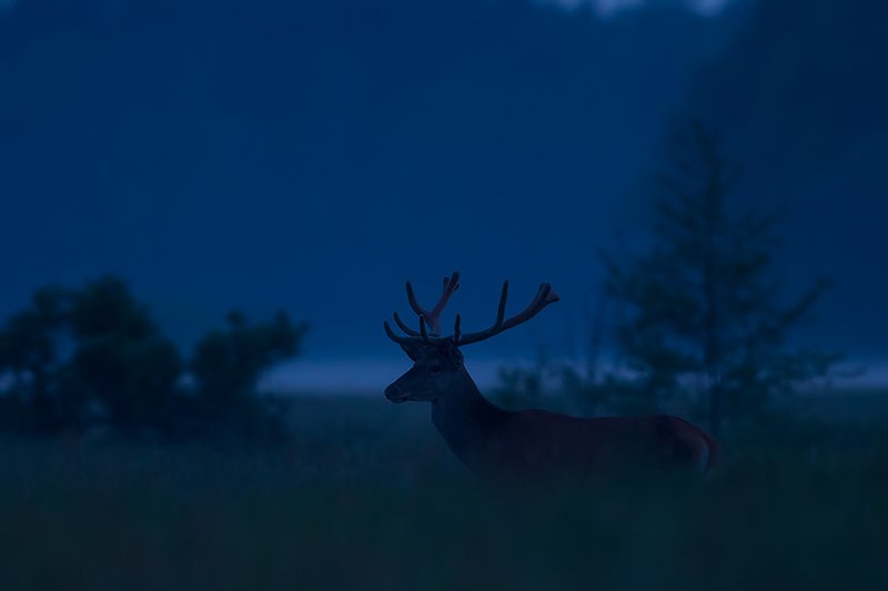 Po zmierzchu  фото превью