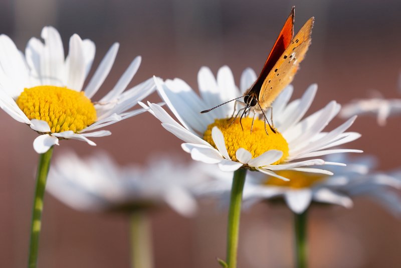 Одним летним днём фото превью