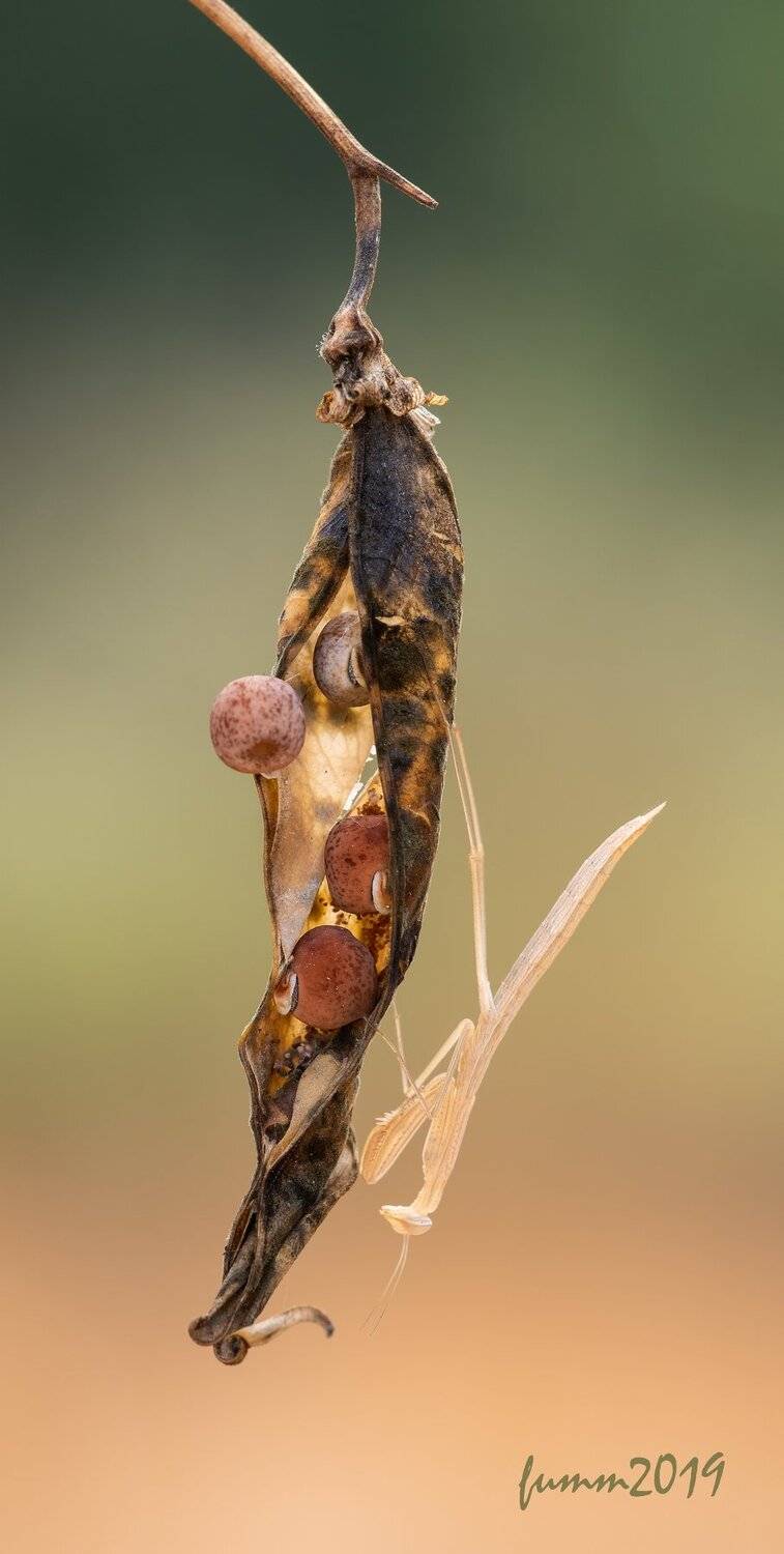 , Игорь ФУММ